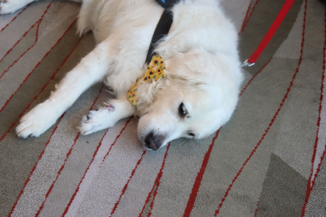 PAWS for a Break with Paw Print Ministries 