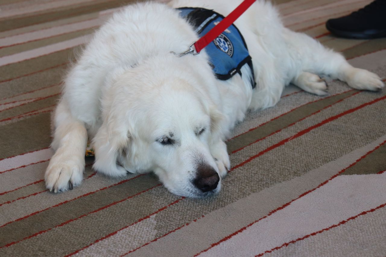 PAWS for a Break with Paw Print Ministries 