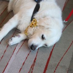 PAWS for a Break with Paw Print Ministries 